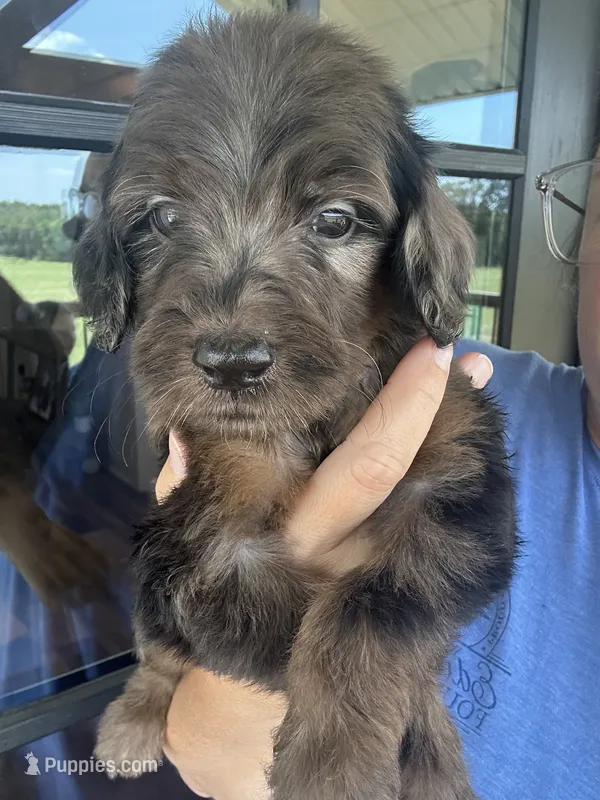 F1b merle  – Goldendoodle puppy for sale in Canton, TX