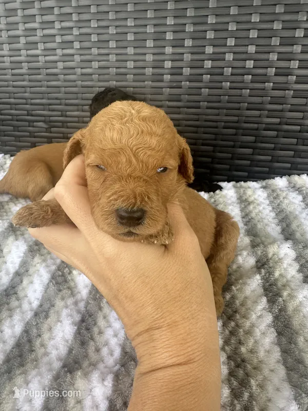 F1b medium girl – Goldendoodle puppy for sale in Canton, TX