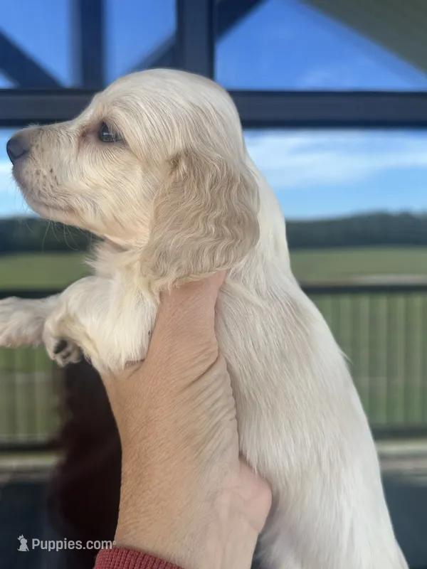 Cream AKC LH – Miniature Dachshund puppy for sale in Canton, TX