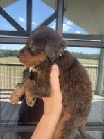 Merle medium F1b - black collar , a male Bernedoodle for sale in Canton, TX – 2 of 4