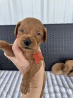 F1b medium (orange collar), a male Goldendoodle for sale in Canton, TX – 1 of 4