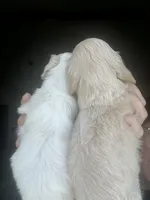 Darker cream AKC LH, a female Miniature Dachshund for sale in Canton, TX – 3 of 7