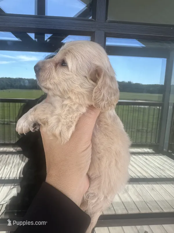 Darker cream AKC LH – Miniature Dachshund puppy for sale in Canton, TX
