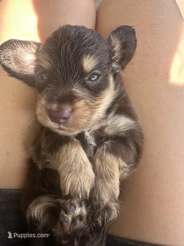LH Boy – Miniature Dachshund puppy for sale in Canton, TX
