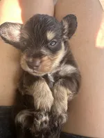 LH Boy, a male Miniature Dachshund for sale in Canton, TX – 1 of 4