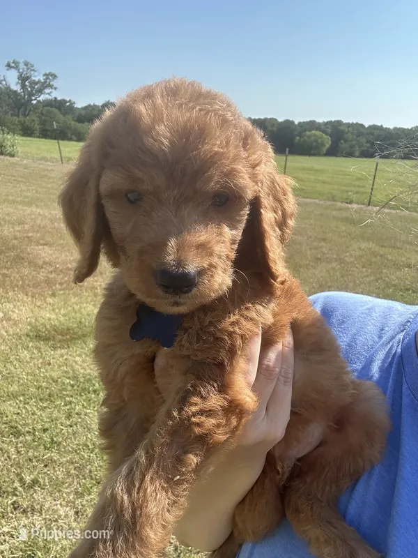 F1 small standard – Goldendoodle puppy for sale in Canton, TX