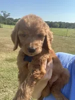 F1 goldendoodle, a male Goldendoodle for sale in Canton, TX – 1 of 9
