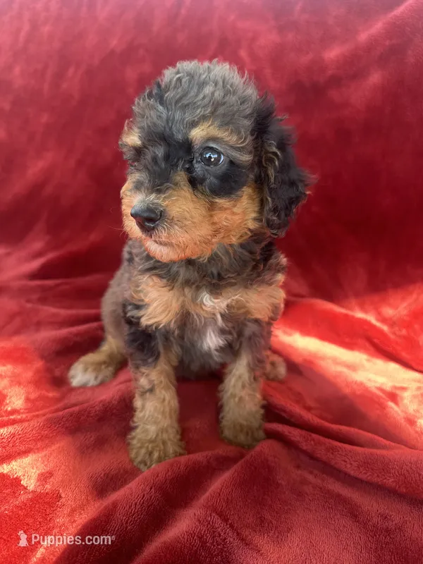 Merle girl phantom – Bernedoodle puppy for sale in Canton, TX