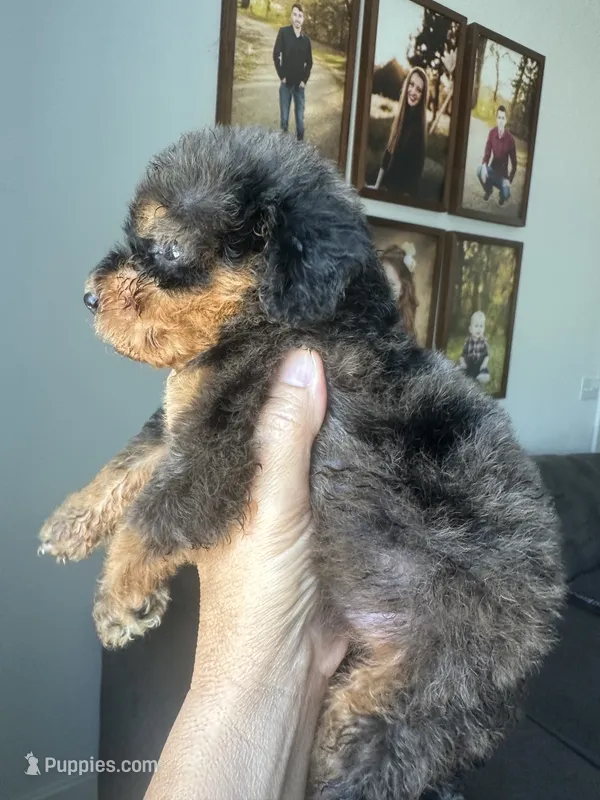 Merle girl phantom – Bernedoodle puppy for sale in Canton, TX