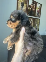 Merle girl phantom, a female Bernedoodle for sale in Canton, TX – 1 of 5