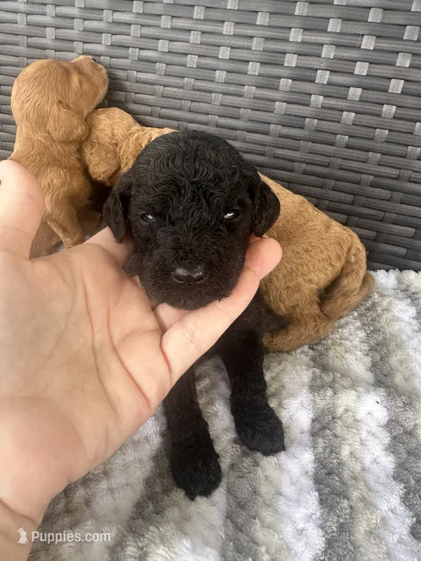 F1b black  – Goldendoodle puppy for sale in Canton, TX