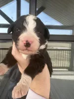 Black and white , a female Bernedoodle and Miniature Bernedoodle for sale in Canton, TX – Photo 1 of 3