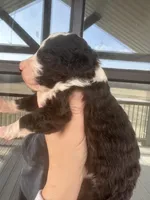 Black and white , a female Bernedoodle and Miniature Bernedoodle for sale in Canton, TX – Photo 3 of 3