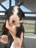 Black and white , a female Bernedoodle and Miniature Bernedoodle for sale in Canton, TX – Photo 2 of 3