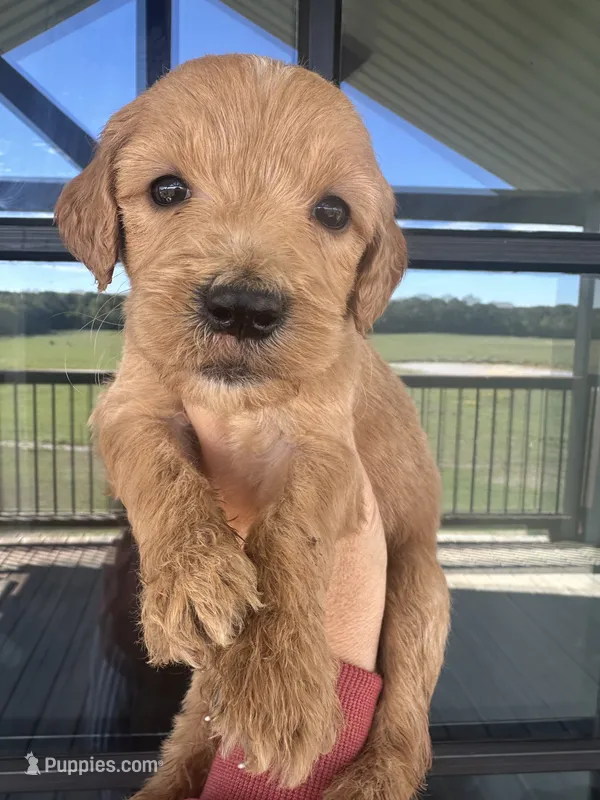 F1 English cream goldendoodle – Goldendoodle puppy for sale in Canton, TX