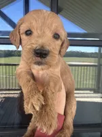 F1 English cream goldendoodle, a female Goldendoodle for sale in Canton, TX – 1 of 2