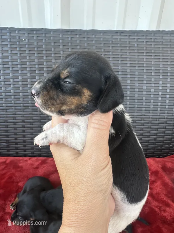 black and tan pied – Miniature Dachshund puppy for sale in Canton, TX