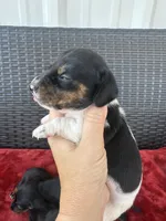 black and tan pied, a male Miniature Dachshund for sale in Canton, TX – 1 of 6