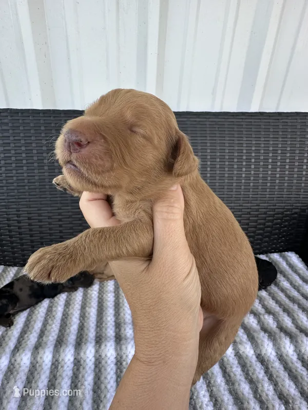F1b medium  – Goldendoodle puppy for sale in Canton, TX