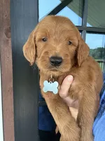 F1 standard, a male Goldendoodle for sale in Canton, TX – 2 of 7