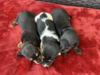 black and tan pied, a male Miniature Dachshund for sale in Canton, TX – 2 of 6