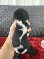 black and tan pied, a male Miniature Dachshund for sale in Canton, TX – 3 of 6