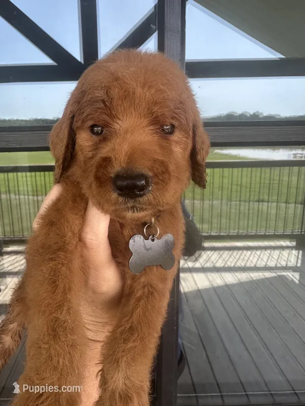 F1 small standard – Goldendoodle puppy for sale in Canton, TX