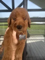F1 small standard, a male Goldendoodle for sale in Canton, TX – 1 of 5