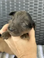 F1b merle , a male Goldendoodle for sale in Canton, TX – 2 of 3