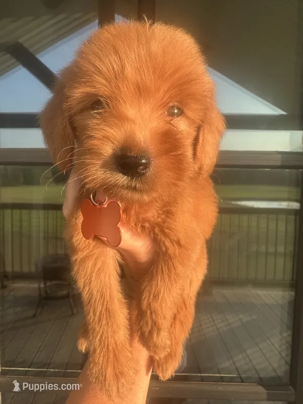 F1b medium (orange collar) – Goldendoodle puppy for sale in Canton, TX