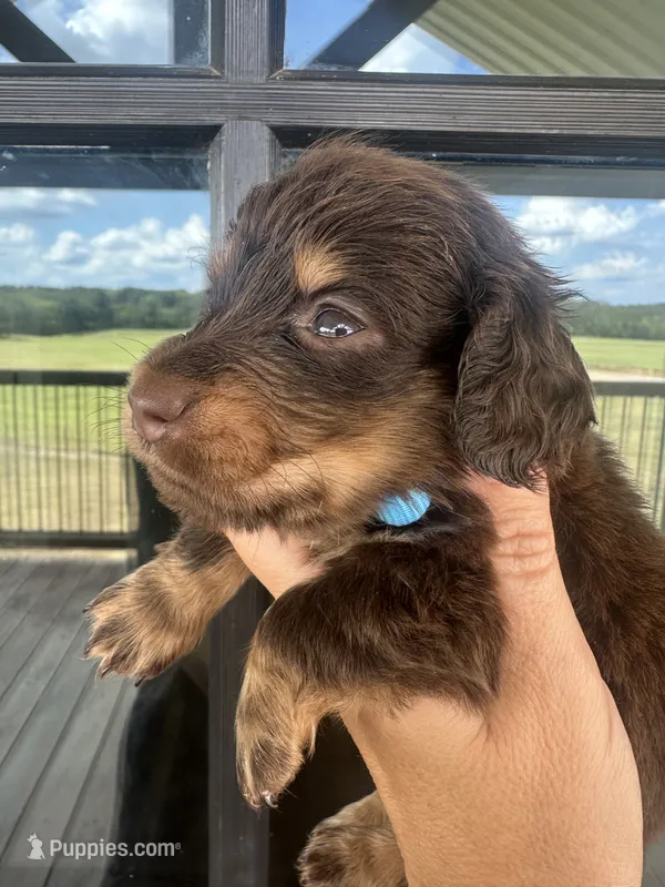 Teal girl – Miniature Dachshund puppy for sale in Canton, TX