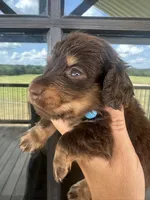 Teal girl, a female Miniature Dachshund for sale in Canton, TX – 1 of 4