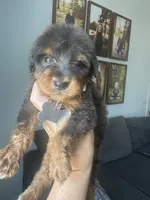 Merle F1b medium , a male Bernedoodle for sale in Canton, TX – 2 of 5