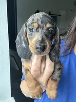 Dapple smooth, a female Miniature Dachshund for sale in Canton, TX – 2 of 3