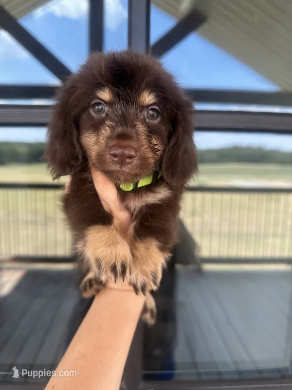 Neon girl – Miniature Dachshund puppy for sale in Canton, TX