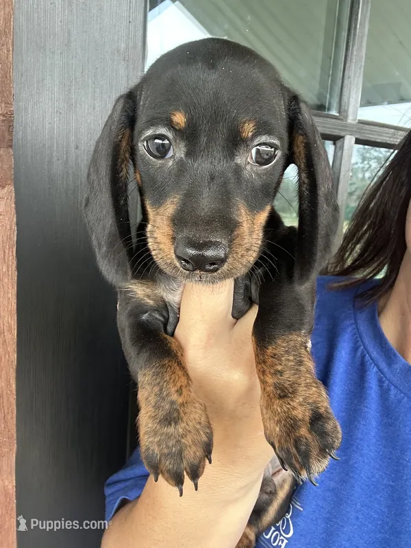 Black/tan – Miniature Dachshund puppy for sale in Canton, TX