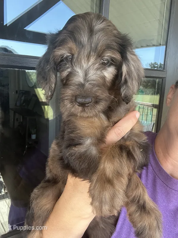 Phantom merle  – Goldendoodle puppy for sale in Canton, TX