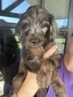 Phantom merle , a male Goldendoodle for sale in Canton, TX – 1 of 4