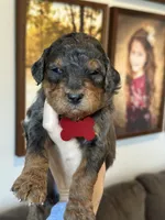 F1b med girl, a female Bernedoodle for sale in Canton, TX – Photo 2 of 10