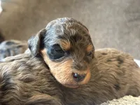 F1b med girl, a female Bernedoodle for sale in Canton, TX – Photo 3 of 10