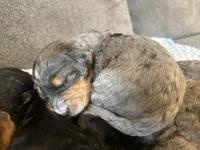 F1b med girl, a female Bernedoodle for sale in Canton, TX – Photo 7 of 10