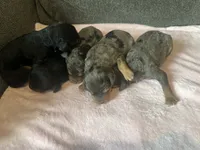 F1b med girl, a female Bernedoodle for sale in Canton, TX – Photo 6 of 10