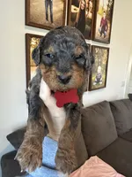 F1b med girl, a female Bernedoodle for sale in Canton, TX – Photo 8 of 10