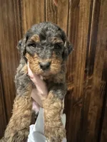 F1b med girl, a female Bernedoodle for sale in Canton, TX – Photo 1 of 10
