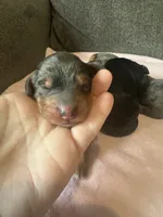 F1b med girl, a female Bernedoodle for sale in Canton, TX – Photo 4 of 10