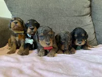 F1b med girl, a female Bernedoodle for sale in Canton, TX – Photo 9 of 10