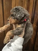 F1b med girl, a female Bernedoodle for sale in Canton, TX – Photo 5 of 10