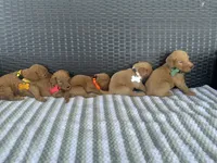 F1b medium (orange collar), a male Goldendoodle for sale in Canton, TX – 3 of 4