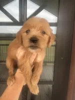 F1 English cream goldendoodle- grey, a female Goldendoodle for sale in Canton, TX – 5 of 6
