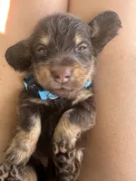 Teal girl, a female Miniature Dachshund for sale in Canton, TX – 3 of 4